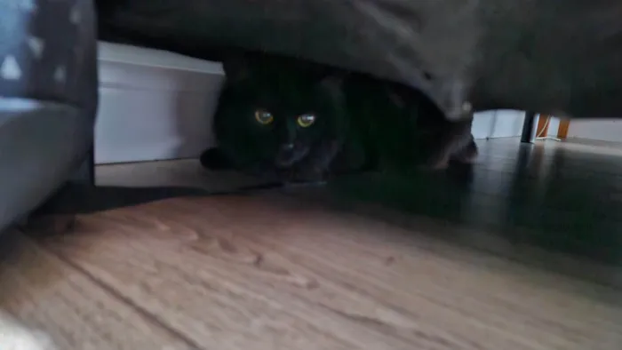 Gato ra a SRD-ViraLata idade 6 ou mais anos nome Calíope