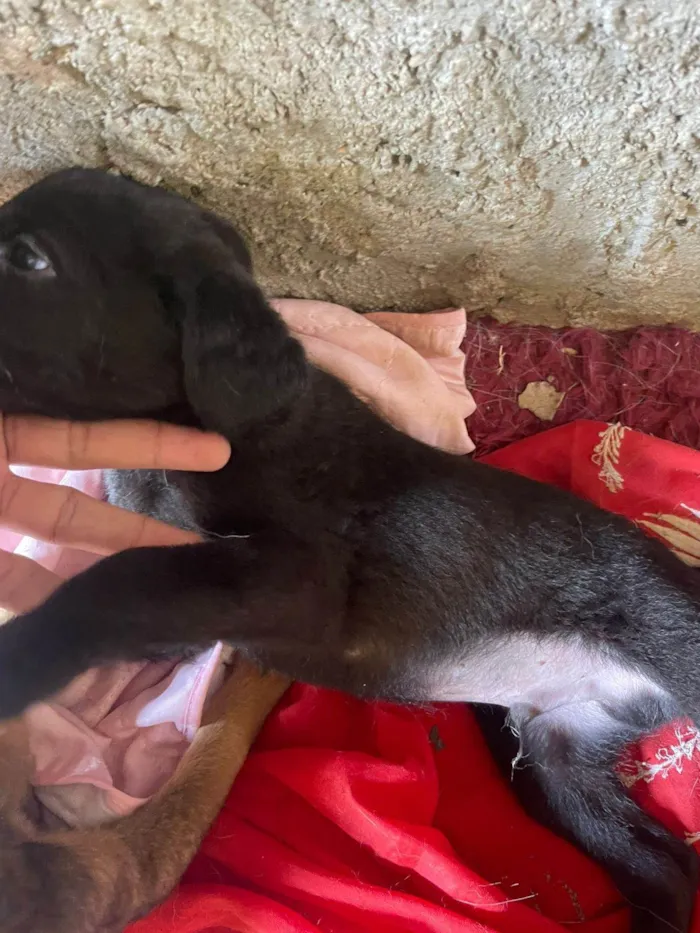 Cachorro ra a SRD-ViraLata idade Abaixo de 2 meses nome MATEUS HENRIQUE SOARES DA COSTA