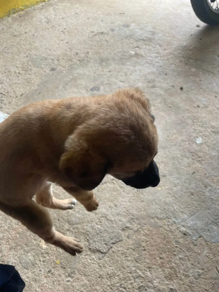 Cachorro ra a SRD-ViraLata idade Abaixo de 2 meses nome MATEUS HENRIQUE SOARES DA COSTA