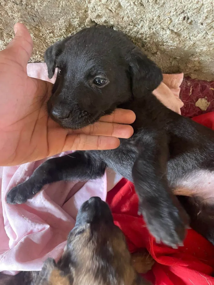 Cachorro ra a SRD-ViraLata idade Abaixo de 2 meses nome MATEUS HENRIQUE SOARES DA COSTA