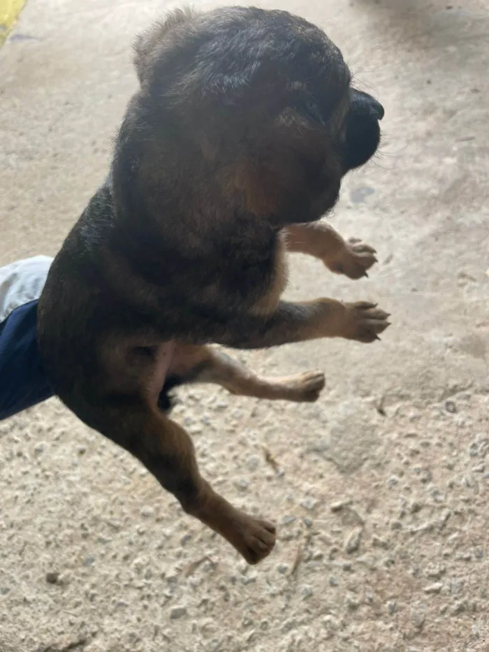 Cachorro ra a SRD-ViraLata idade Abaixo de 2 meses nome MATEUS HENRIQUE SOARES DA COSTA