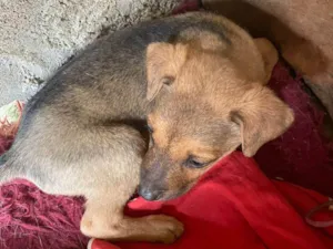 Cachorro raça SRD-ViraLata idade Abaixo de 2 meses nome MATEUS HENRIQUE SOARES DA COSTA