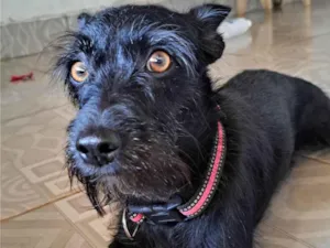 Cachorro raça SRD-ViraLata idade 1 ano nome Sofhia 