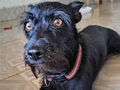 Cachorro raça SRD-ViraLata idade 1 ano nome Sofhia 