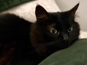 Gato raça SRD-ViraLata idade 6 ou mais anos nome Calíope