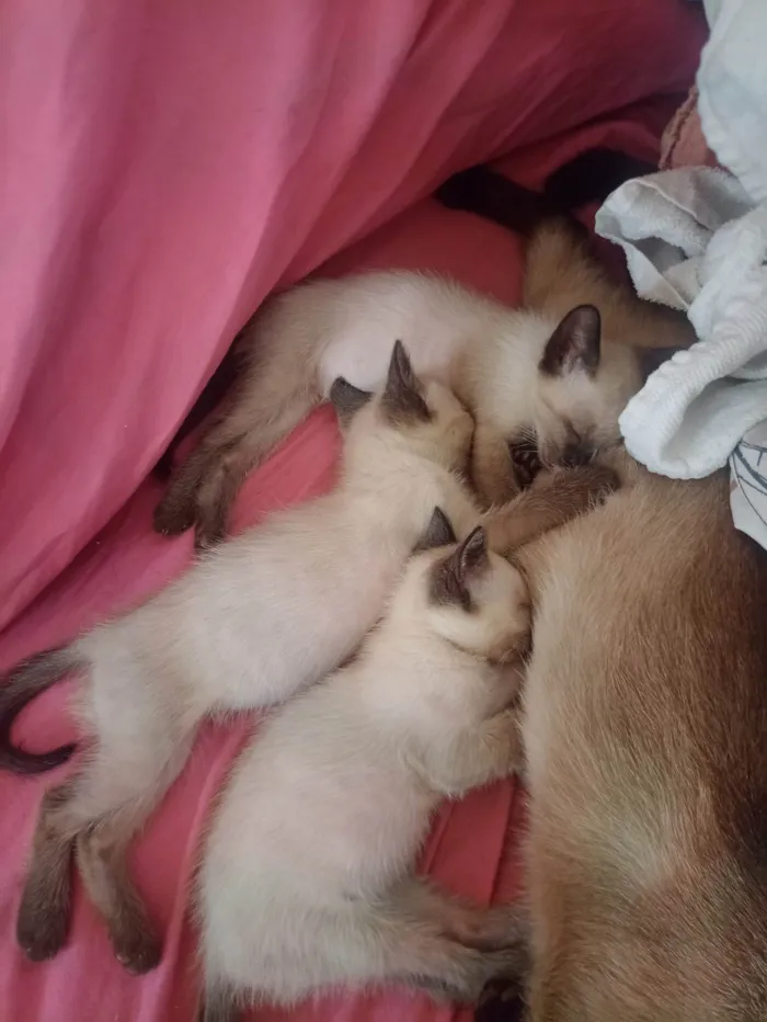 Gato ra a Siamês idade 2 a 6 meses nome SALMA LEIA RODRIGUES