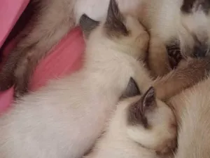 Gato ra a Siamês idade 2 a 6 meses nome SALMA LEIA RODRIGUES