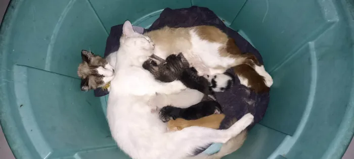 Gato ra a Siamês idade Abaixo de 2 meses nome Sem nome 
