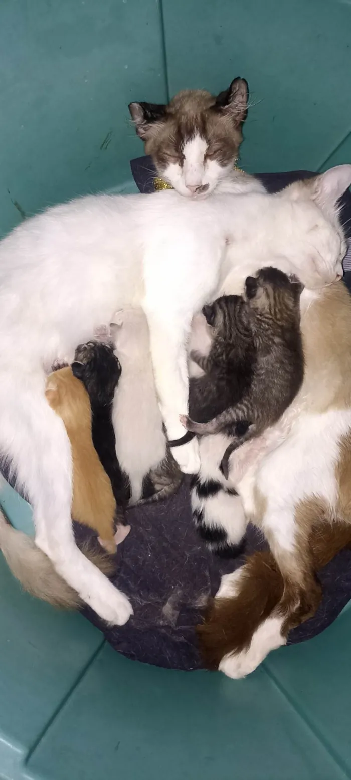 Gato ra a Siamês idade Abaixo de 2 meses nome Sem nome 