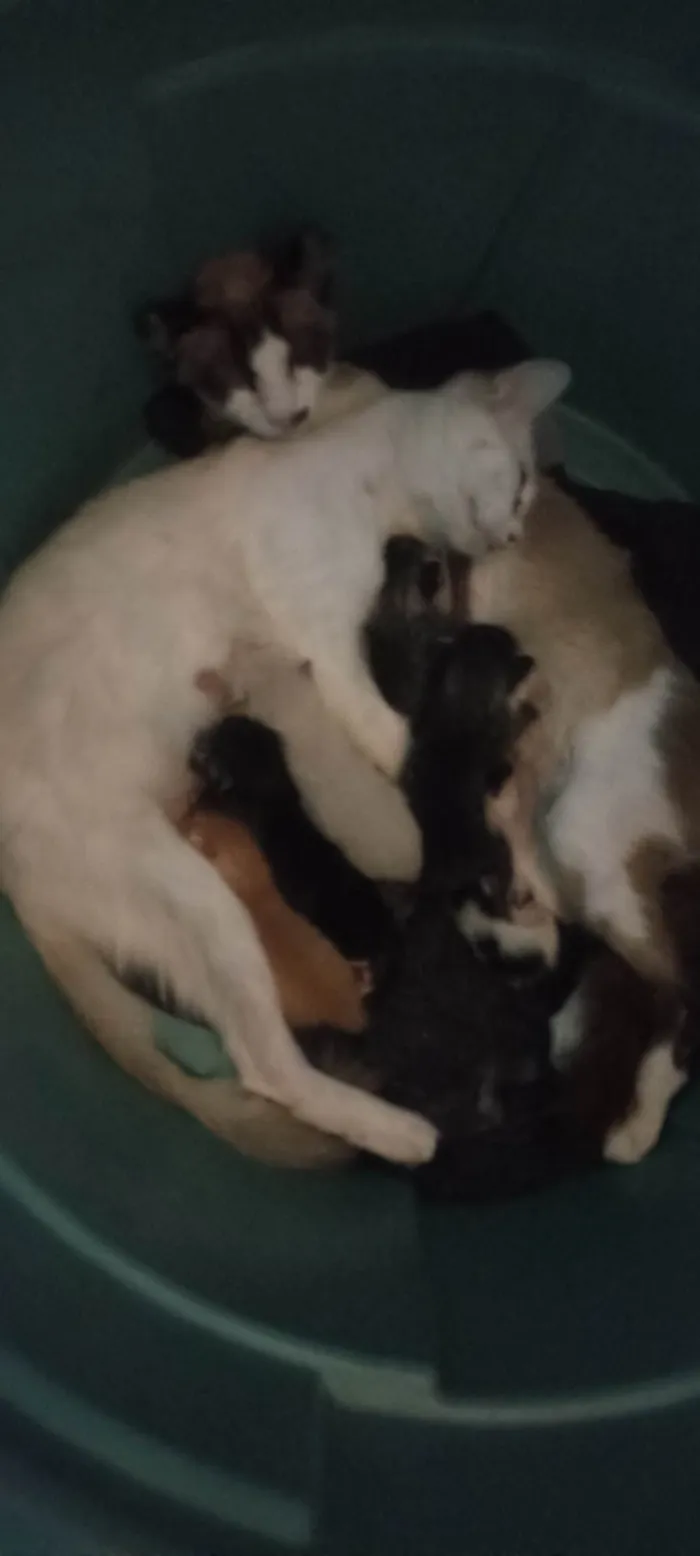 Gato ra a Siamês idade Abaixo de 2 meses nome Sem nome 