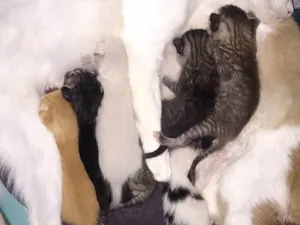 Gato raça Siamês idade Abaixo de 2 meses nome Sem nome 