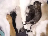 Gato raça Siamês idade Abaixo de 2 meses nome Sem nome 