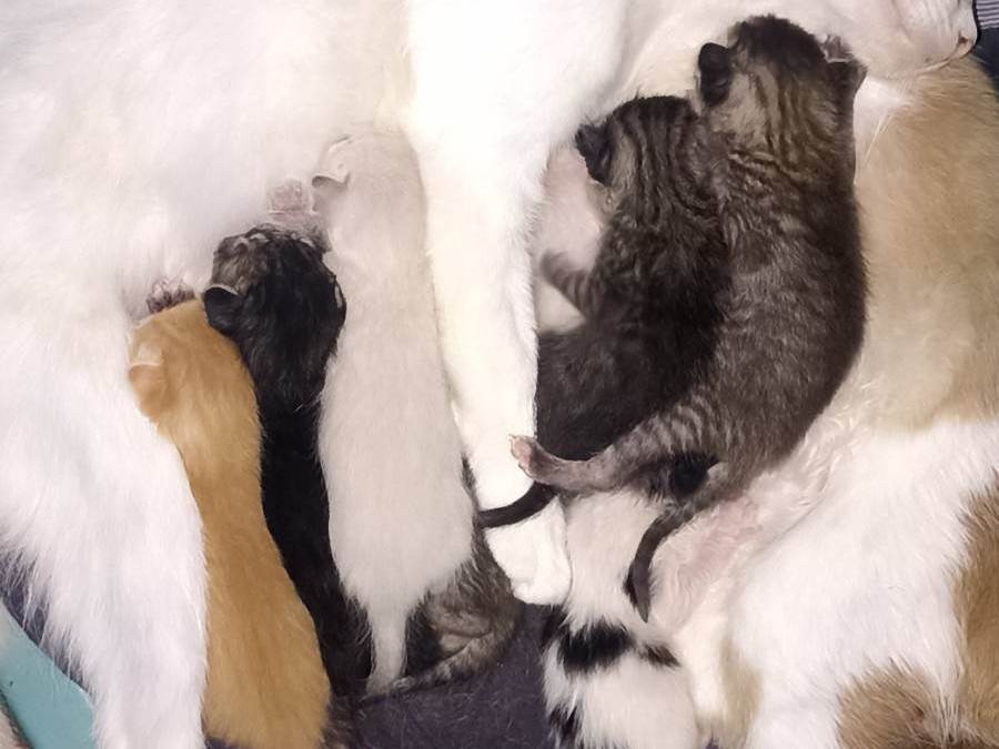 Gato ra a Siamês idade Abaixo de 2 meses nome Sem nome 