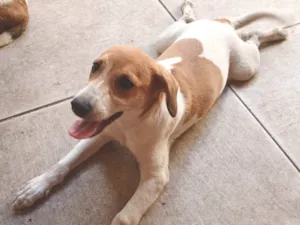 Cachorro raça SRD-ViraLata idade 2 a 6 meses nome Leila