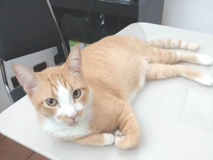 Gato ra a SRD-ViraLata idade 5 anos nome Miguel 