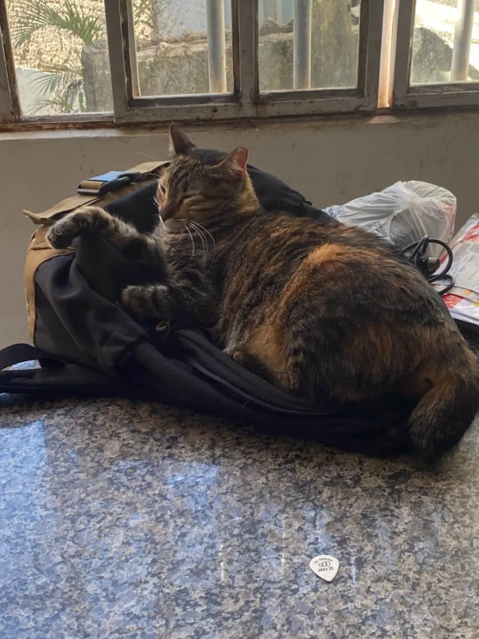 Gato ra a SRD-ViraLata idade 2 anos nome TADEU