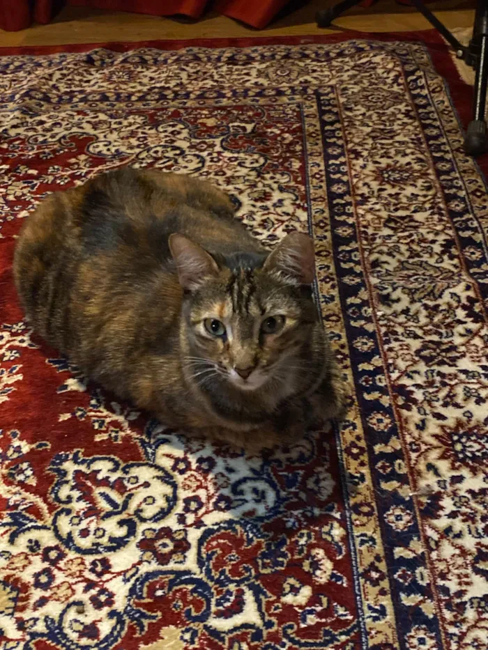 Gato ra a SRD-ViraLata idade 2 anos nome TADEU