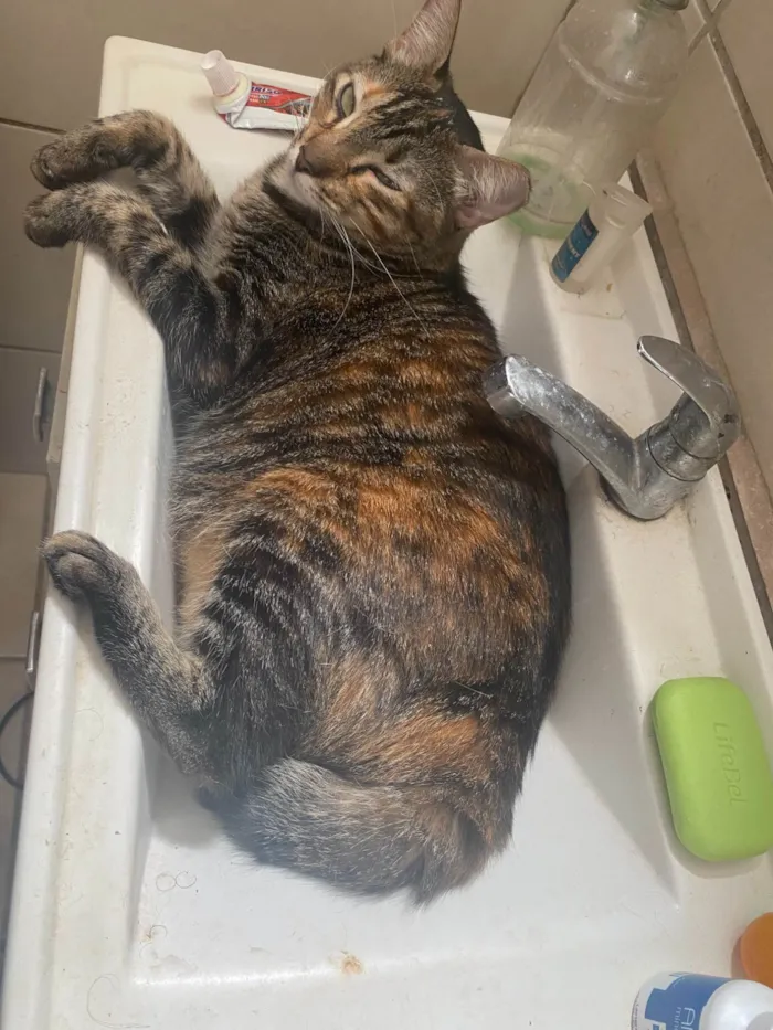 Gato ra a SRD-ViraLata idade 2 anos nome TADEU