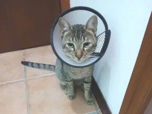 Gato raça SRD-ViraLata idade 1 ano nome Theo 