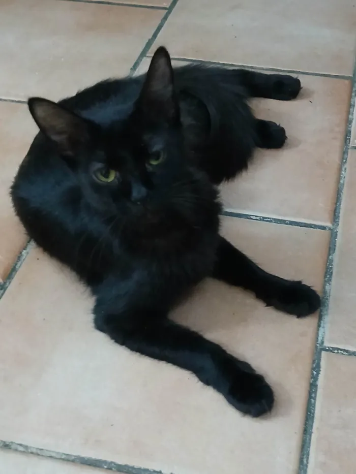 Gato ra a SRD-ViraLata idade 1 ano nome Sofia