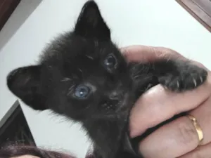 Gato raça SRD-ViraLata idade 2 a 6 meses nome Baby 2