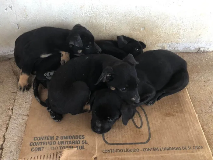 Cachorro ra a SRD-ViraLata idade Abaixo de 2 meses nome Isabela Alves Miranda Oliveira