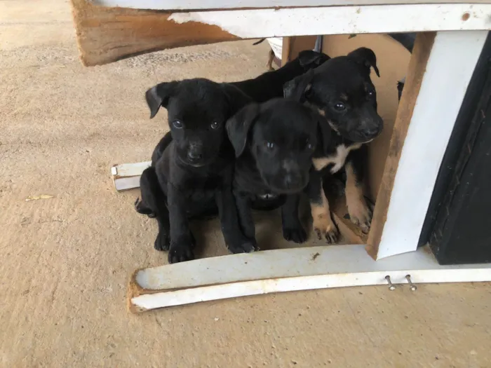Cachorro ra a SRD-ViraLata idade Abaixo de 2 meses nome Isabela Alves Miranda Oliveira