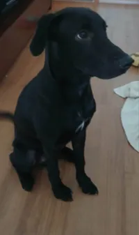 Cachorro ra a SRD-ViraLata idade 2 a 6 meses nome Dark