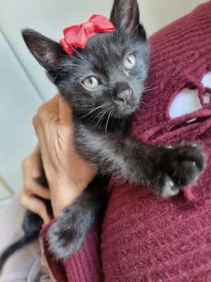 Gato raça SRD-ViraLata idade Abaixo de 2 meses nome Amora