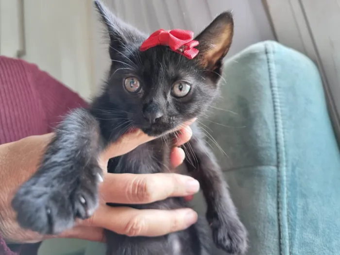 Gato ra a SRD-ViraLata idade Abaixo de 2 meses nome Amora