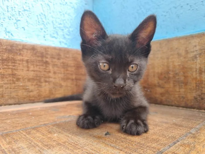 Gato ra a SRD-ViraLata idade Abaixo de 2 meses nome Amora