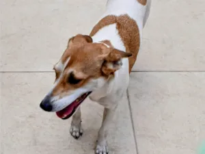 Cachorro raça SRD-ViraLata idade 1 ano nome Isis