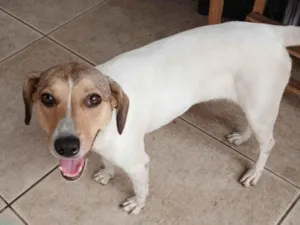 Cachorro ra a SRD-ViraLata idade 1 ano nome Fauna