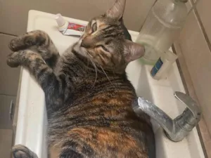 Gato raça SRD-ViraLata idade 2 anos nome TADEU