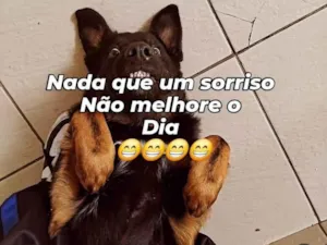 Cachorro raça Pastor Alemão idade 7 a 11 meses nome negao 