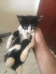 Gato ra a SRD-ViraLata idade 2 a 6 meses nome Sem nome