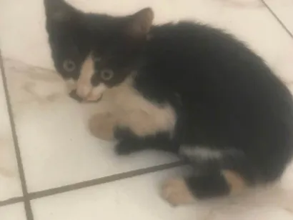 Gato raça SRD-ViraLata idade 2 a 6 meses nome Sem nome