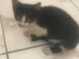 Gato ra a SRD-ViraLata idade 2 a 6 meses nome Sem nome