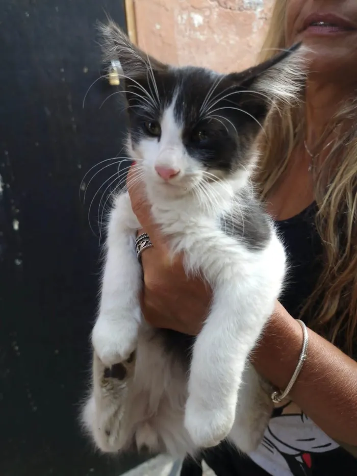 Gato ra a SRD-ViraLata idade 2 a 6 meses nome MIMOSO