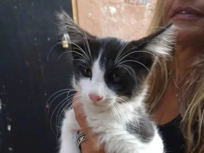 Gato raça SRD-ViraLata idade 2 a 6 meses nome MIMOSO