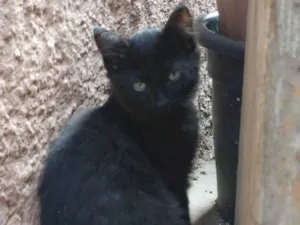Gato raça SRD-ViraLata idade 2 a 6 meses nome NEGRITO