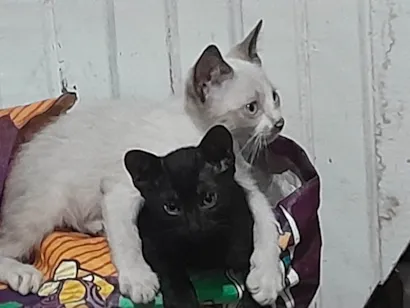 Gato raça SRD-ViraLata idade 2 a 6 meses nome Gatinhos 