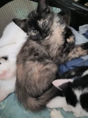 Gato ra a SRD-ViraLata idade 2 a 6 meses nome VELVET FÊMEA
