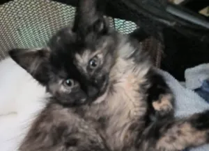 Gato ra a SRD-ViraLata idade 2 a 6 meses nome VELVET FÊMEA