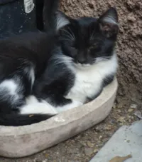 Gato raça SRD-ViraLata idade 2 a 6 meses nome MENINA