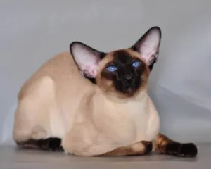 Gato raça Persa idade 2 anos nome Teste