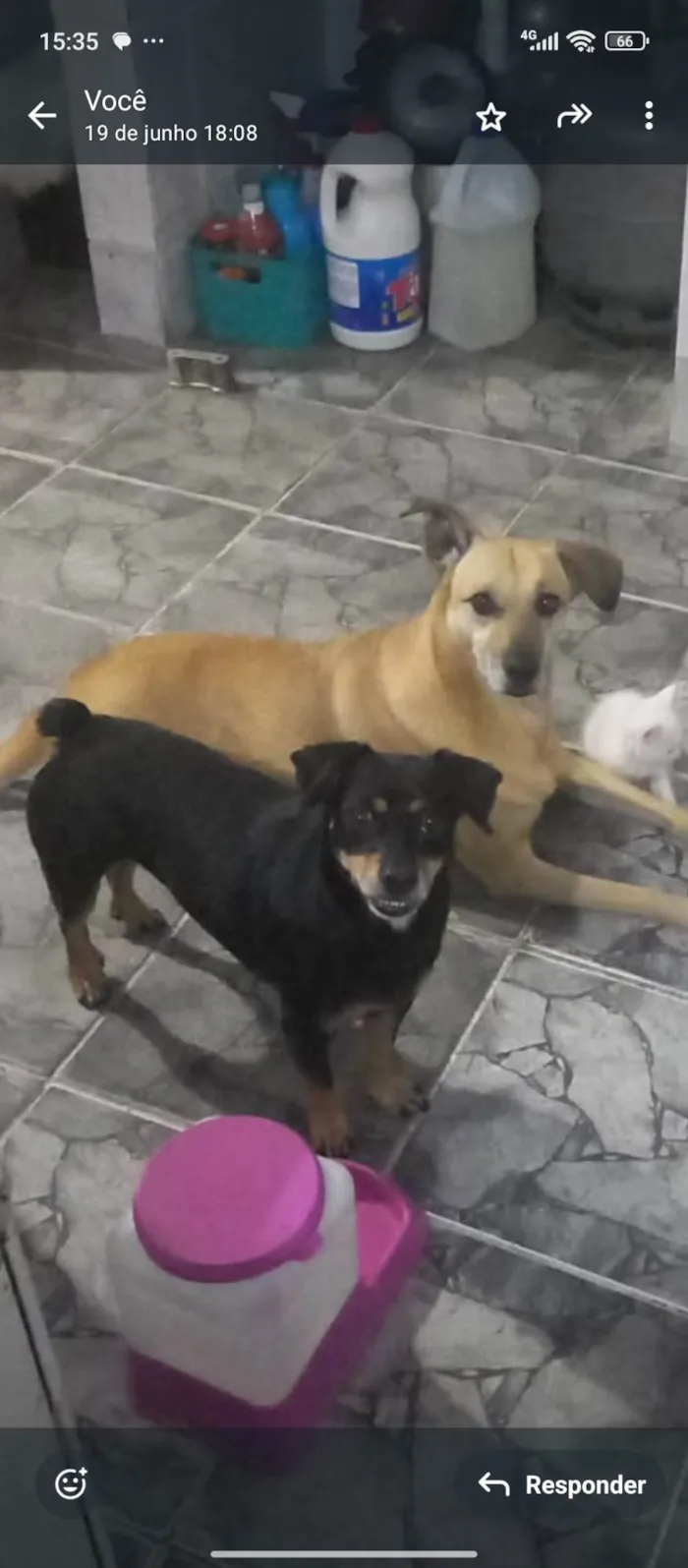 Cachorro ra a SRD-ViraLata idade 3 anos nome Procurar Pepa 