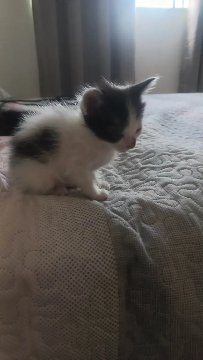 Gato ra a SRD-ViraLata idade Abaixo de 2 meses nome Mulet baby
