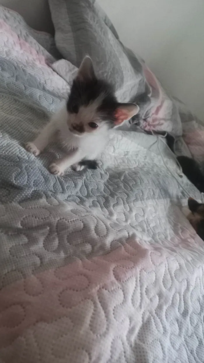 Gato ra a SRD-ViraLata idade Abaixo de 2 meses nome Mulet baby