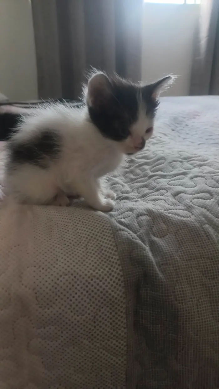 Gato ra a SRD-ViraLata idade Abaixo de 2 meses nome Mulet baby